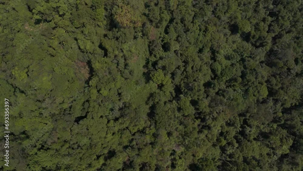 Jungle in Misiones, Argentina in a nice day. Jungle in Misiones, Argentina in a nice day.