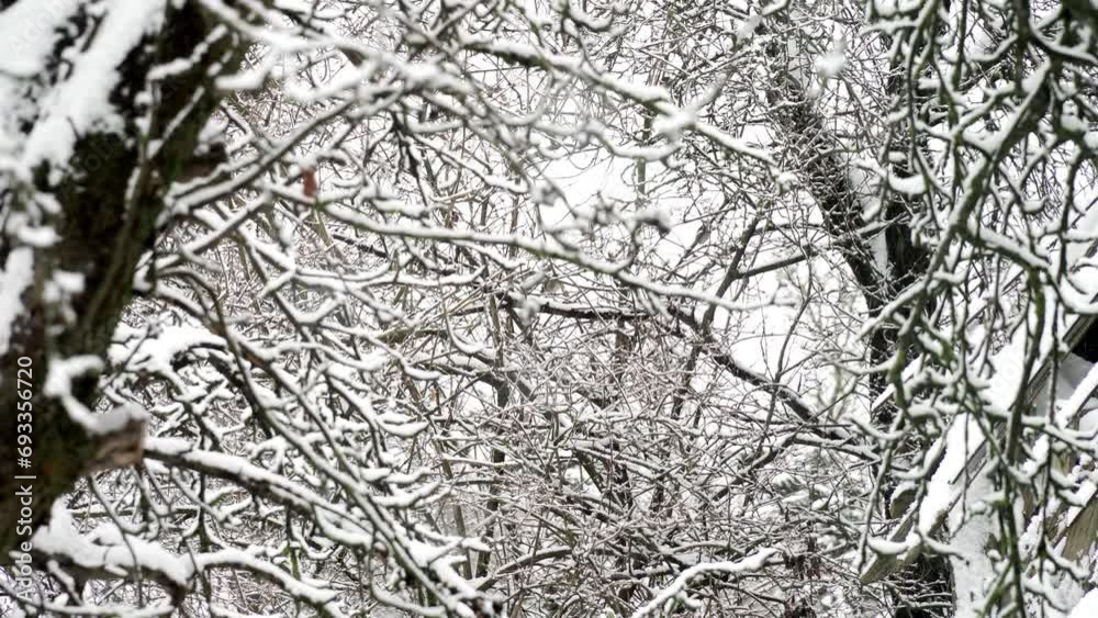 Winter garden with falling snow. A bird sits on a branch. Focus concept. Winter garden with falling snow. A bird sits on a branch. Focus concept.