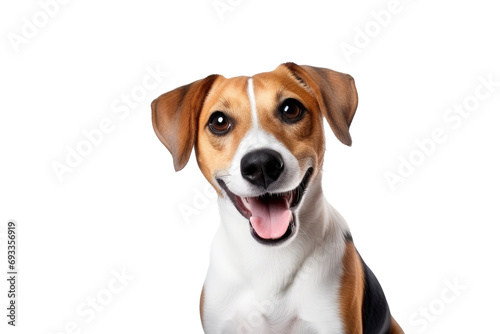 Cute fluffy portrait smile Puppy dog that looking at camera isolated on clear png background, funny moment, lovely dog, pet concept. photo