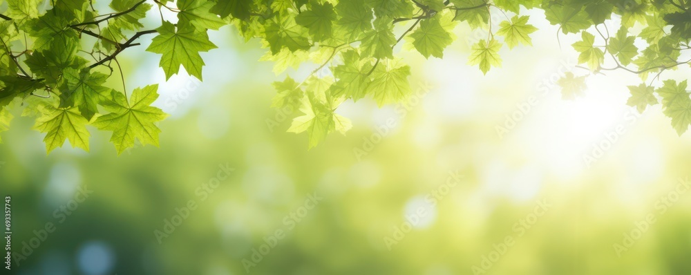 frame from green maple branch leaves and meadow in sunshine