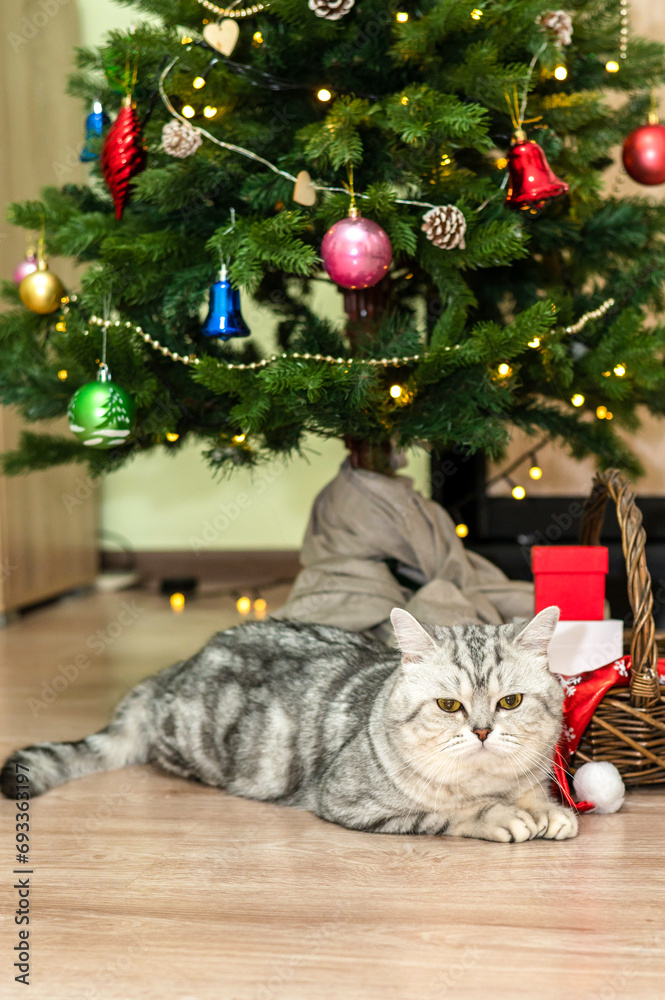 A bored purebred cat lies under tree during the holiday. A bored purebred cat lies under tree during the holiday.