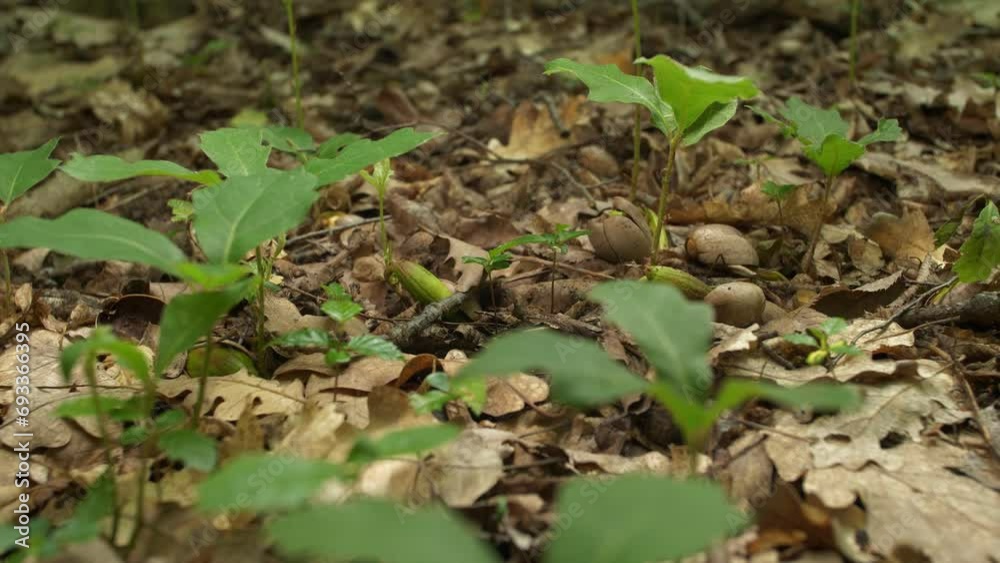 Little oak sprouts sprouted from acorns. Germination of a new forest. Nature renewal. The eternal cycle of life on earth Little oak sprouts sprouted from acorns. Germination of a new forest. Nature renewal. The eternal cycle of life on earth
