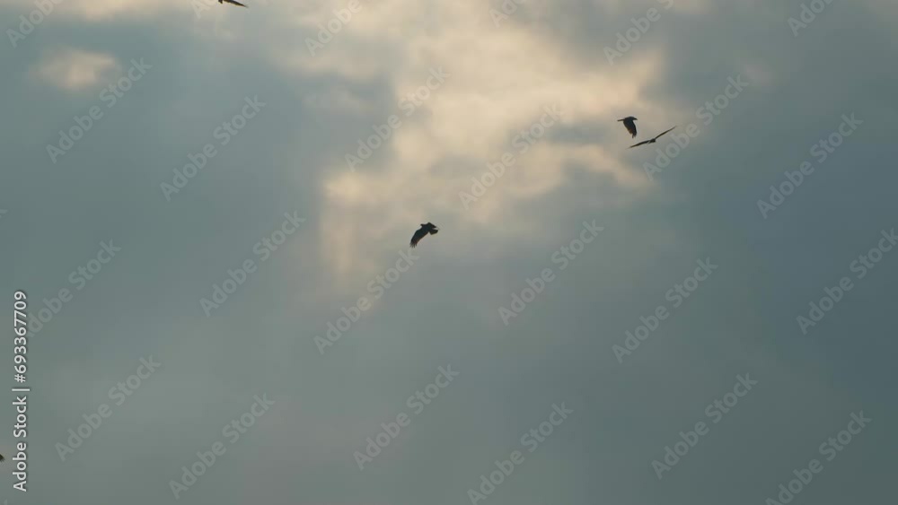 Flock Of Eagles Flying Against Gray Sky. Slow Motion