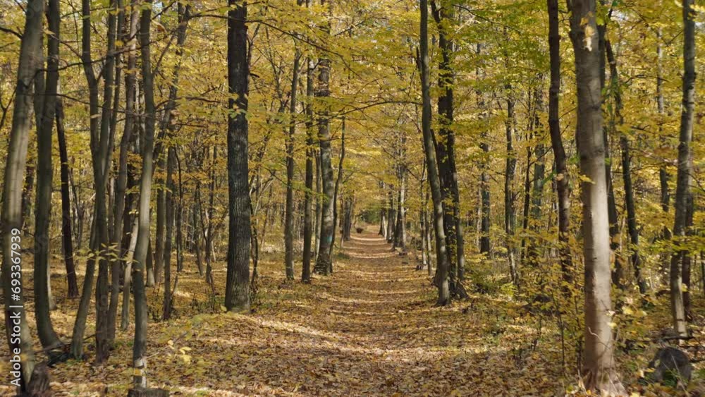 Golden Tranquility: Sun-Kissed Trails in an Enchanting Autumn Woodland. High quality 4k footage Golden Tranquility: Sun-Kissed Trails in an Enchanting Autumn Woodland. High quality 4k footage