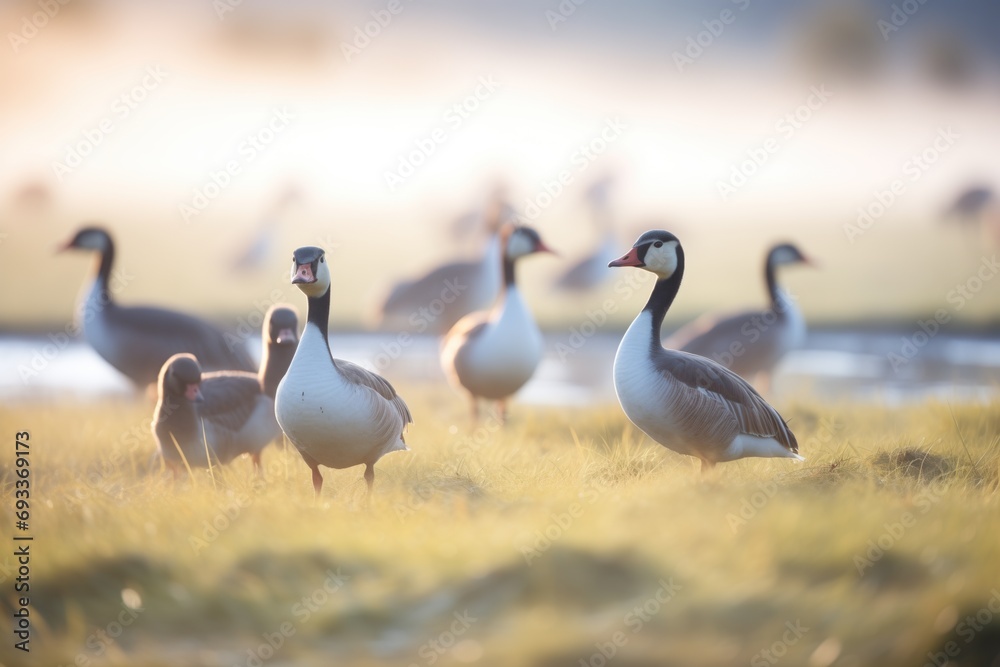 backlit geese with halos on misty grassland backlit geese with halos on misty grassland