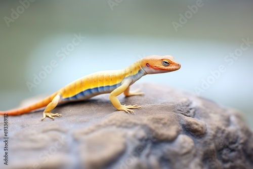 skink lizard soaking up heat on a smooth rock