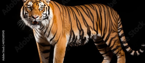Siberian tiger - large wild cat.