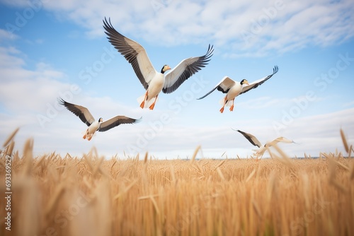 perfectly synchronized geese flight over field