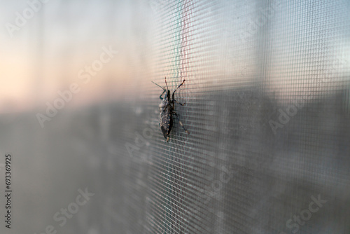 クサギカメムシ。農業害虫、昆虫、衛星害虫。Brown Marmorated stink bug photo