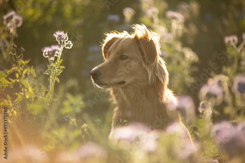 dog in the meadow