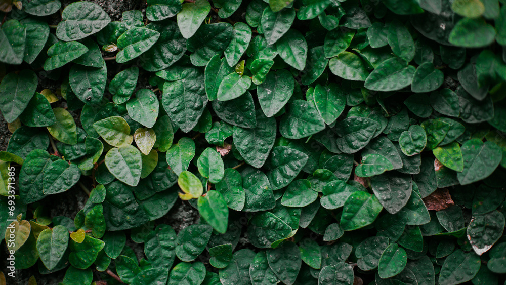 background of leaves background of leaves
