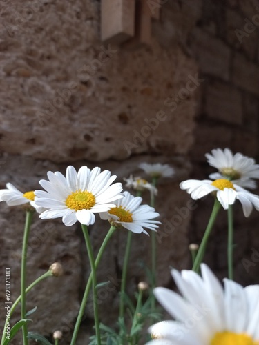 A lots of white daisy flowers growing near brick wall (ID: 693371383)