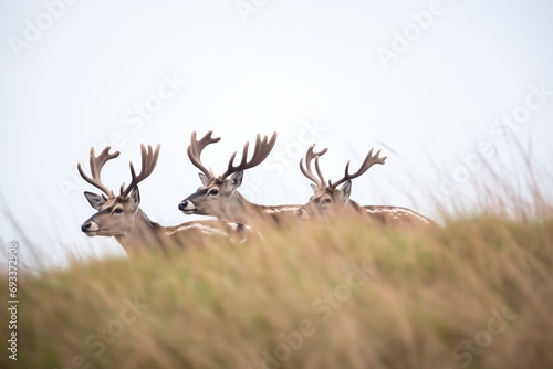 group of caribou resting together on a hill