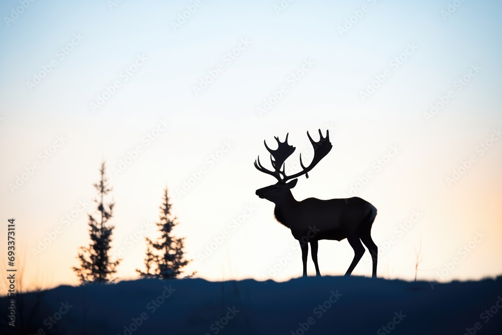 solitary caribou silhouette at sunset solitary caribou silhouette at sunset