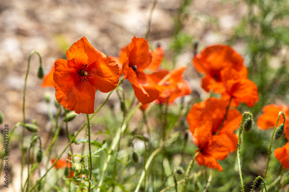 A group of red and orange poppy flowers with with green buds is on a green background of leaves and grass in a park in summer A group of red and orange poppy flowers with with green buds is on a green background of leaves and grass in a park in summer