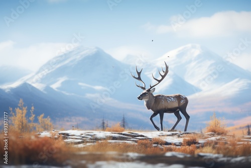 solitary caribou with snowy mountain backdrop