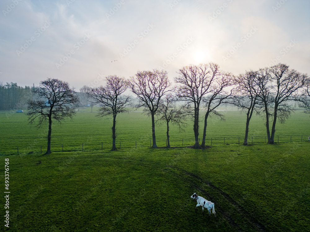 The aerial image showcases a pastoral landscape at dawn, with a small herd of Holstein Friesian cows, bos taurus, grazing in a field. The rising sun, veiled by a light morning haze, casts a gentle