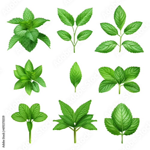 Collection set of mint leaves., fresh mint isolated on transparent or white background