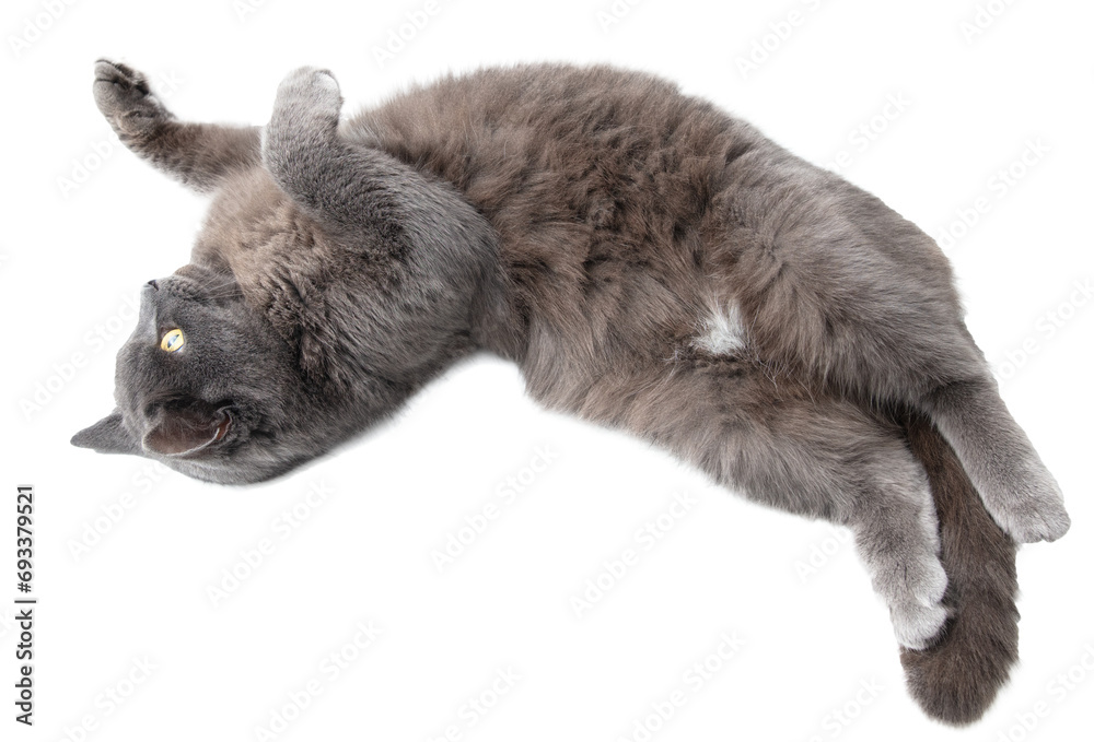 Fototapeta premium Gray cat isolated on transparent background. Close-up