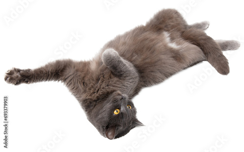 Gray cat isolated on transparent background. Close-up