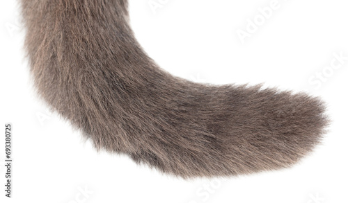 Cat's tail isolated on transparent background. Close-up photo