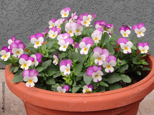 colorful blooming pansy flowers in the pot