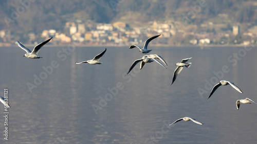 Gabbiani in volo - lago di Como photo