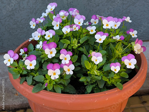 colorful blooming pansy flowers in the pot