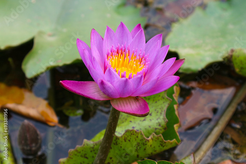 Photos Lilac lily or lotus growing from water
