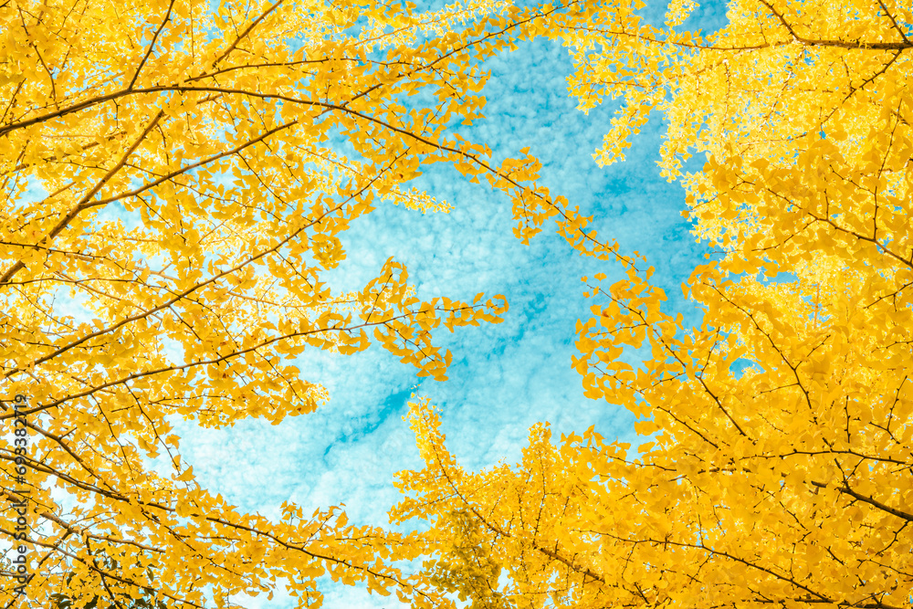 青空に黄色く色づいた銀杏