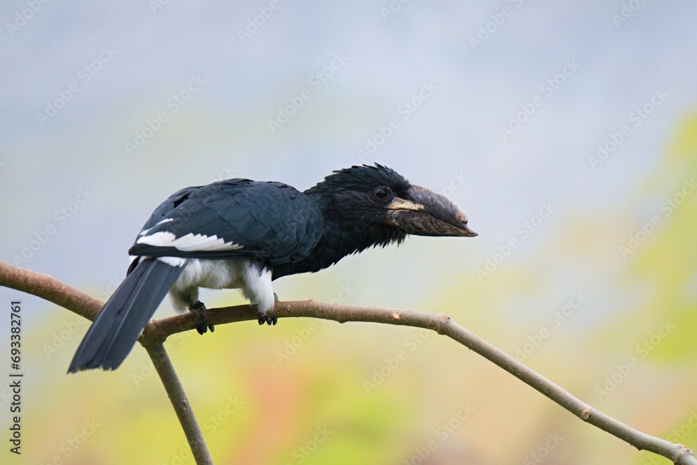Naklejka premium Close up photo of the piping hornbill (Bycanistes fistulator) sitting on a branch with blurry background. 