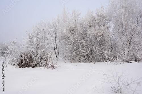 Beautiful forest covered snow and hoarfrost in frosty and snovy winter.