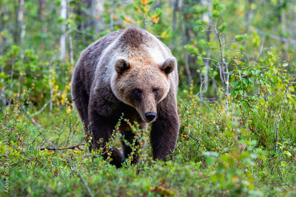 Fototapeta premium brown bear in the woods