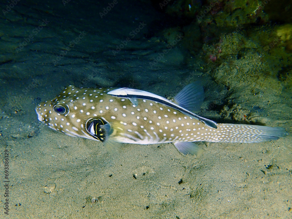 Fototapeta premium White spotted pufferfish and sharksucker fish. Sharksucker on the back of a white spotted pufferfish underwater at night.