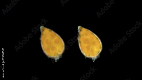 Cocoon with embryos under a microscope, possibly an Oligochaeta or Polycladida worm. Specimen found in White Sea photo
