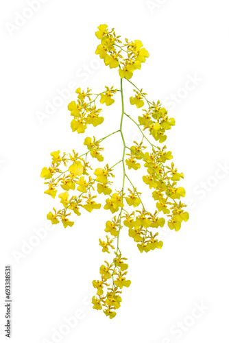 Dendrobium lindleyi Steud or Honey fragrant is yellow orchid flower bloom in the garden isolated on white background included clipping path. photo