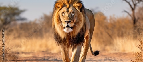 Front view of a male African lion with a black mane in the Kgalagadi Transfrontier Park, South Africa; species: Panthera leo, family: Felidae.