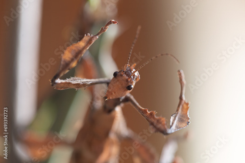 Εκτύπωση καμβά A captivating portrait of Extatosoma tiaratum showcases its intricate leaf-like morphology and masterful mimicry—a testament to evolutionary adaptation and natural elegance in the wild