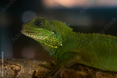 A captivating profile portrait of a Chinese Water Dragon (Physignathus cocincinus) reveals its graceful form and vibrant coloring. With attentive eyes and glistening scales © saad