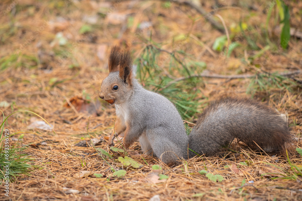 Red squirrel in the park in autumn Red squirrel in the park in autumn