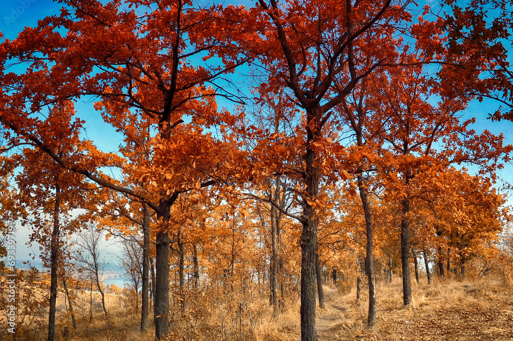 Fototapeta premium Trees with golden yellow leaves.