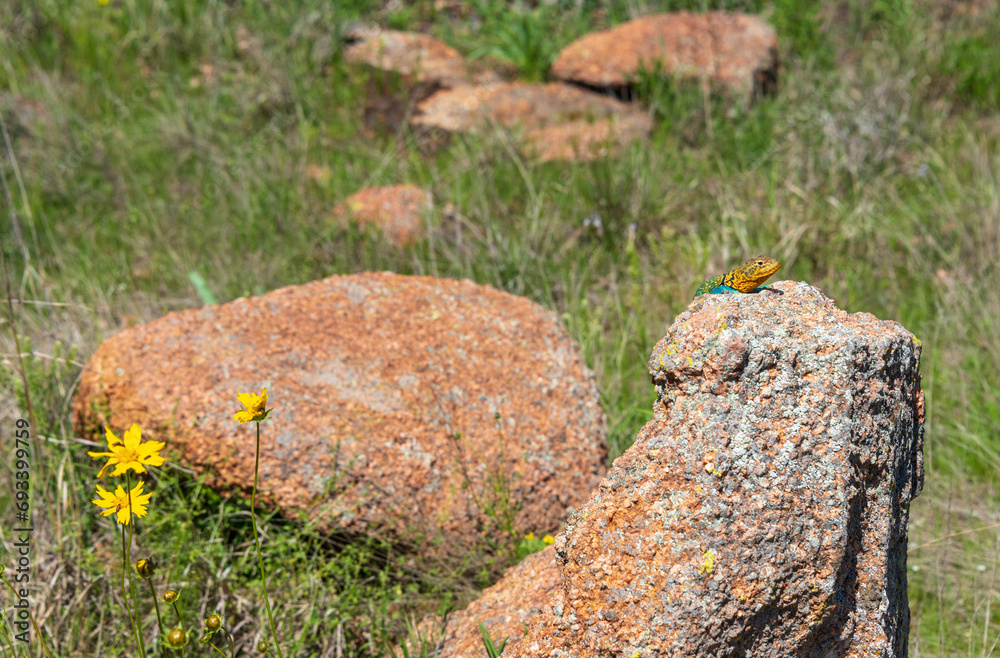 Fototapeta premium Colorful Collared Lizard at The Wichita Mountains National Wildlife Refuge