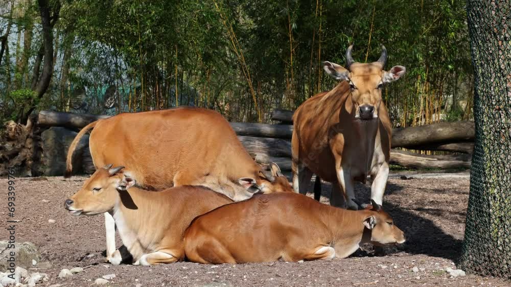Banteng, Bos javanicus or Red Bull. It is a type of wild cattle But there are key characteristics that are different from cattle and bison: a white band bottom in both males and females. Banteng, Bos javanicus or Red Bull. It is a type of wild cattle But there are key characteristics that are different from cattle and bison: a white band bottom in both males and females.