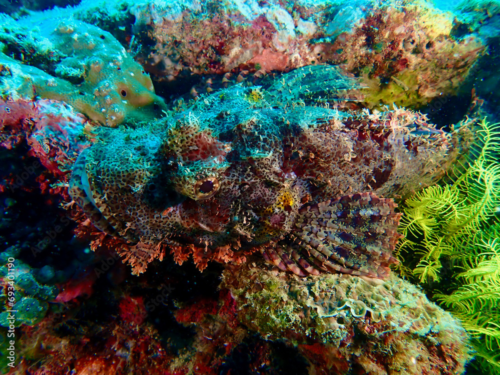 Scorpionfish on a coral reef. The scorpionfish camouflages itself to match the color of the coral reef. The fish is on the hunt, hiding in ambush.
