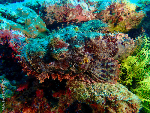 Scorpionfish on a coral reef. The scorpionfish camouflages itself to match the color of the coral reef. The fish is on the hunt, hiding in ambush.