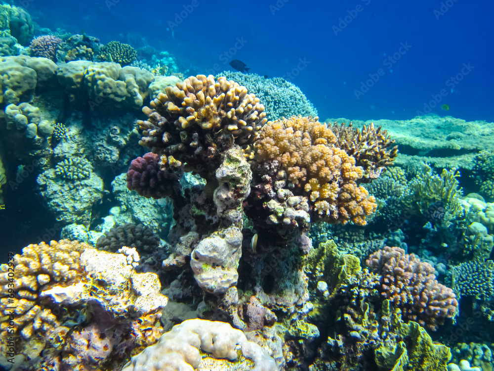 Beautiful corals in the coral reef of the Red Sea