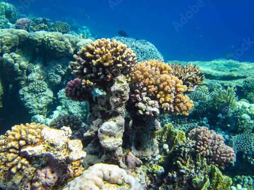Fototapeta Naklejka Na Ścianę i Meble -  Beautiful corals in the coral reef of the Red Sea