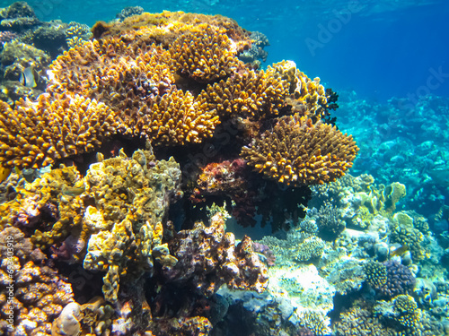 Fototapeta Naklejka Na Ścianę i Meble -  Beautiful corals in the coral reef of the Red Sea