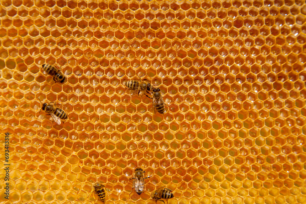 Working bees on the yellow honeycomb with sweet honey.. Working bees on the yellow honeycomb with sweet honey..