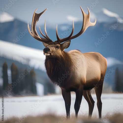 A portrait of a majestic elk against a backdrop of snow-capped mountains2 photo